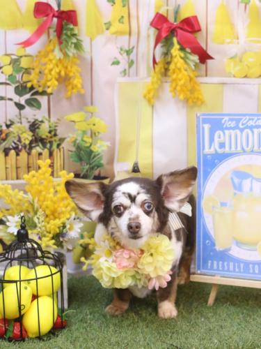 20240414チョコちゃん